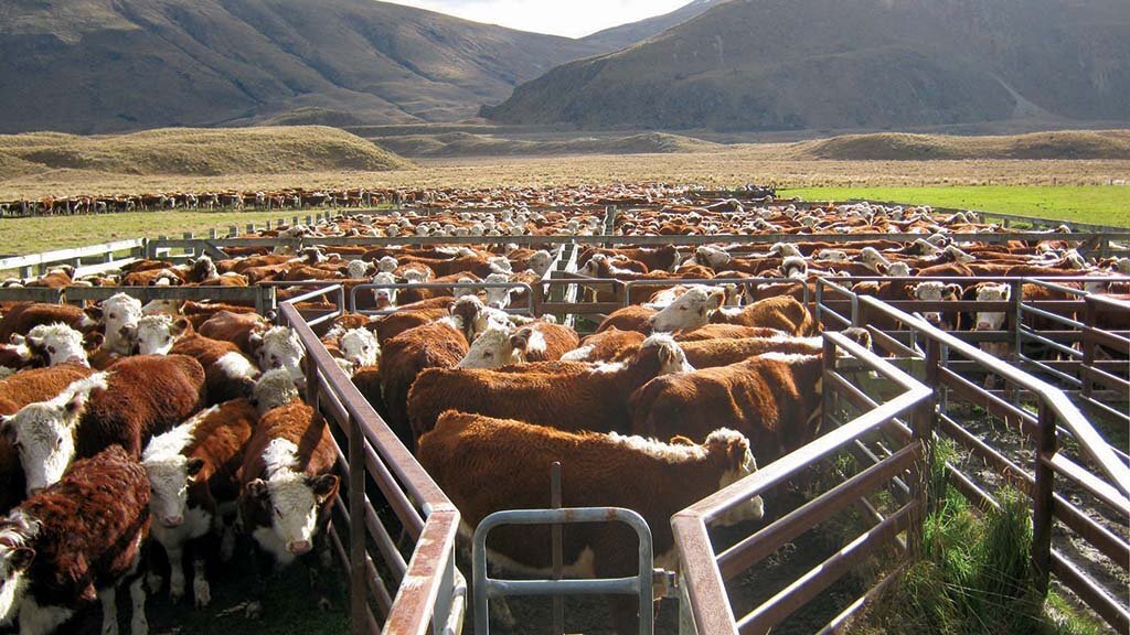 yeni zelanda tarım ve hayvancılık yeni zelanda tarım ve hayvancılık